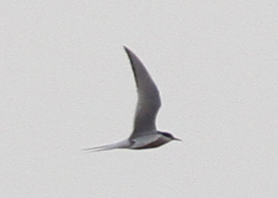 Arctic Tern!