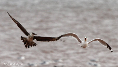 Ring-billed Gulls do not like Parasitic Jaegers