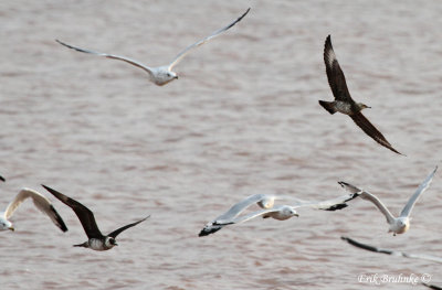 Parasitic Jaegers teaming-up on the gulls!