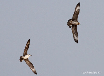 Parasitic Jaegers (sub-adult, left; juvenile, left)