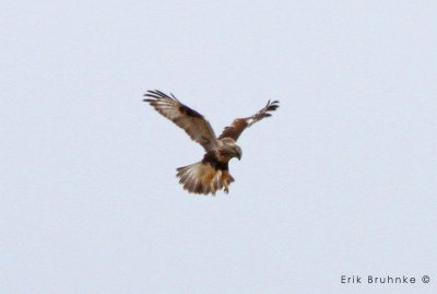 Rough-legged Hawk