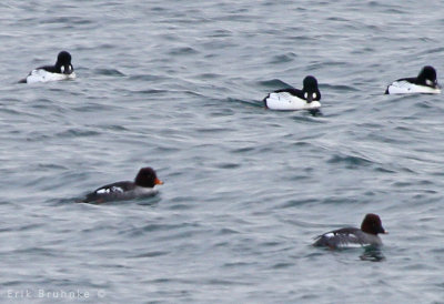 Female Barrow's Goldeneye (lower left) with Common Goldeneyes