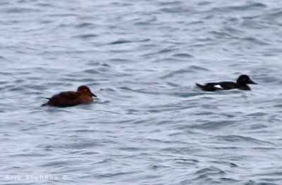 King Eider and White-winged Scoter