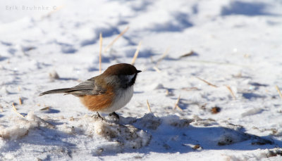 Boreal Chickadee