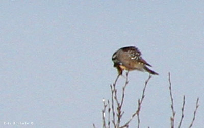 Northern Hawk Owl eating wild rodent, across distant field
