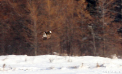 Distant Northern Hawk Owl flying by