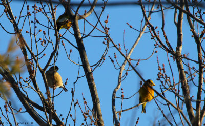 Evening Grosbeka