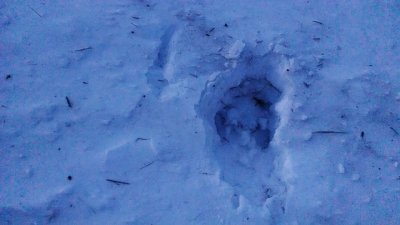This is a set of Great Gray Owl footprints through a foot of snow, after a successful hunt!!