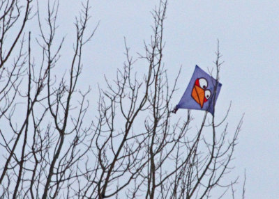 Kite in a tree!