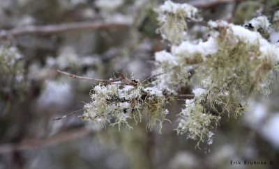 Moss n' Lichens n' Snow