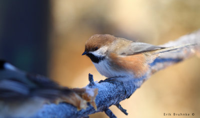 Boreal Chickadee