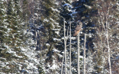 Great Gray Owl