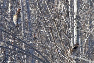 Ruffed Grouse