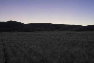 August Sunset On Wheat Field