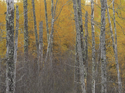 Tamarack, Riding Mountain Natiional Park