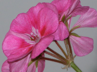 Geranio d'Agosto / August balcony geranium