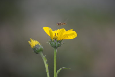 Ape d'Autunno - 2013 - Bee in Autumn