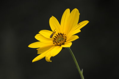 Ape nel fiore - 2013 - Bee in the flower