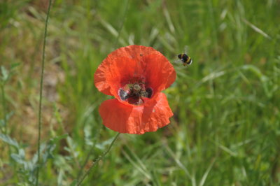 Calabrone sul Papavero / Hornet on the Poppy