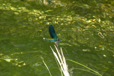 2015 Libellula sulle rive della roggia - Dragonfly on the bank of a canal