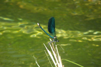 2015 Libellula sulle rive della roggia - Dragonfly on the bank of a canal