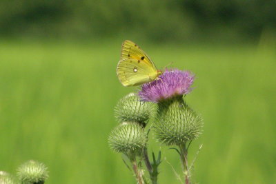 Farfalla - Butterfly on a wild field flower