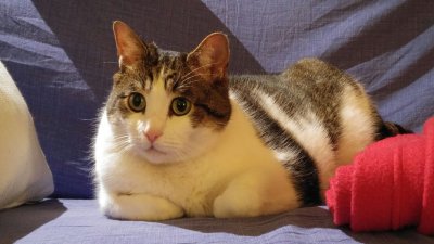 Gatti / My Cats