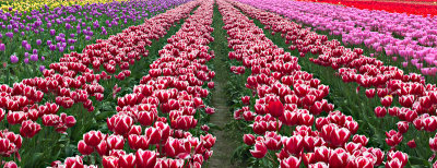 Woodburn Tulips