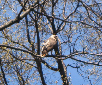 Pale Male