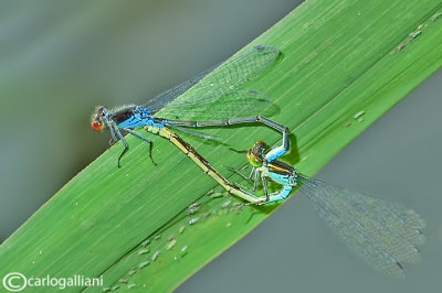 Erythromma viridulum mating