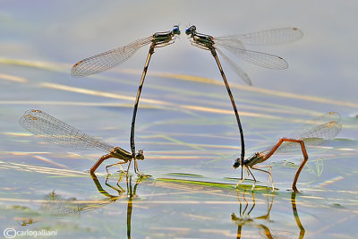 Platycpennis pennipes