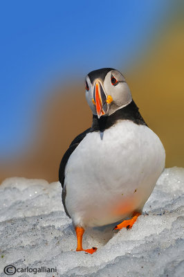 Pulcinella di mare-Atlantic Puffin (Fratercula arctica)