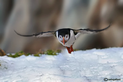 Pulcinella di mare-Atlantic Puffin (Fratercula arctica)