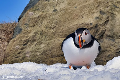 Pulcinella di mare-Atlantic Puffin (Fratercula arctica)