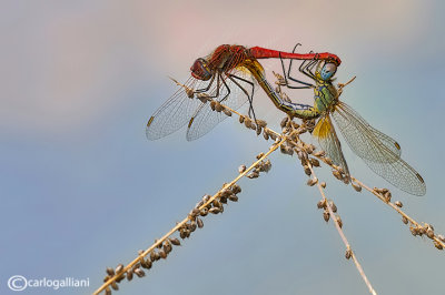 Sympetrum fonscolombei