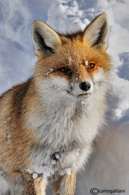 Volpe-Red Fox  (Vulpes vulpes)