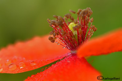 Poppy & drops