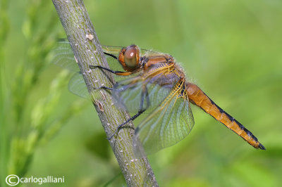 Libellula fulva