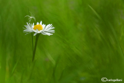 Bellis perennis