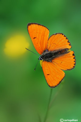 Licaena dyspar