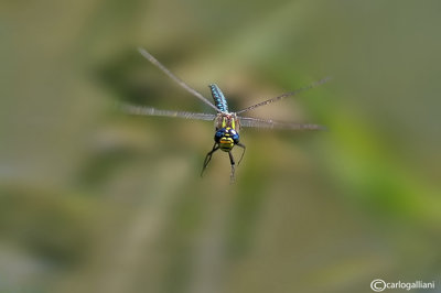 Brachyton pratense male