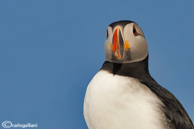 Pulcinella di mare-Atlantic Puffin (Fratercula arctica)