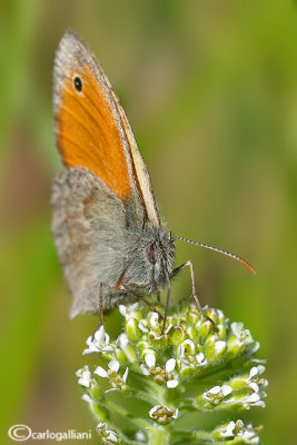 Coenonympha pamphilus