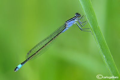 Ishnura elegans male