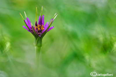 Tragopogon porrifolius