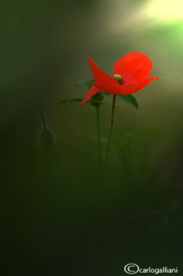 Papaver rhoeas - Poppies