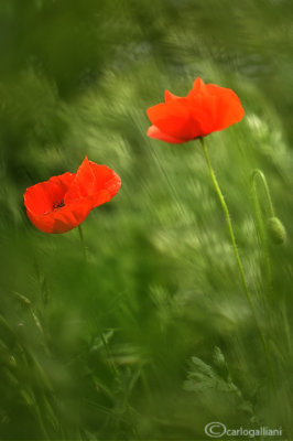 Papaver rhoeas - Poppies