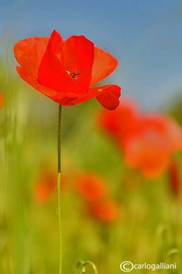 Papaver rhoeas - Poppies