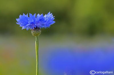 Cornflowers