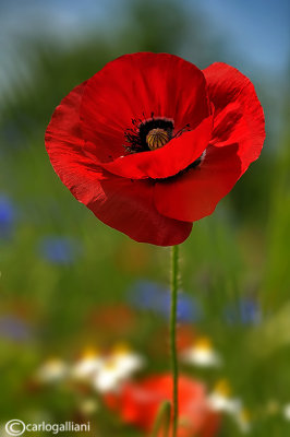 Papaver rhoeas - Poppies